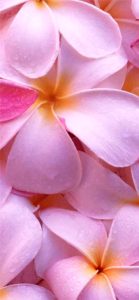 ピンクのプルメリア1