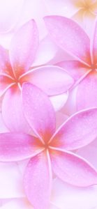 ピンクのプルメリア3