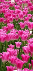 花壇のピンクのチューリップ1