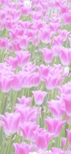 花壇のピンクのチューリップ2