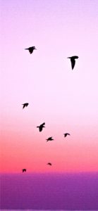 ピンクの空と鳥1