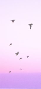 ピンクの空と鳥2