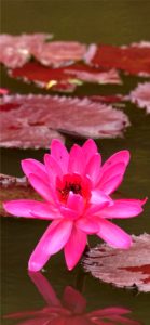 ピンクの睡蓮1