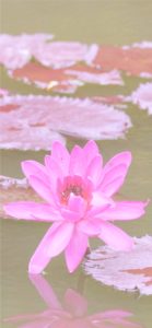 ピンクの睡蓮2