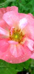 ピンクのポピー1