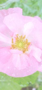 ピンクのポピー2