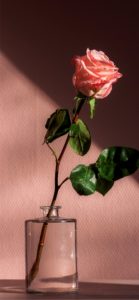 一輪挿しのピンクのバラ1