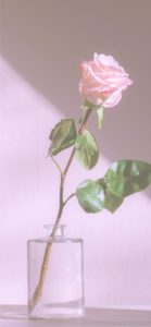 一輪挿しのピンクのバラ2