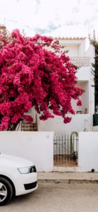 ライラックと白い家1