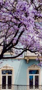 花とピンクの窓枠の家1