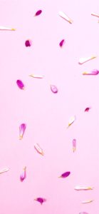 ピンクの花びら1