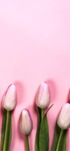 パステルピンクのチューリップ1