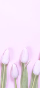 パステルピンクのチューリップ2