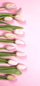パステルピンクのチューリップ3