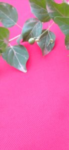 ピンクのバックに緑の葉1