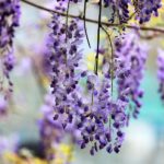 iPhone11・Xrロック画面等のシンプルな花の無料壁紙・待受け配信中