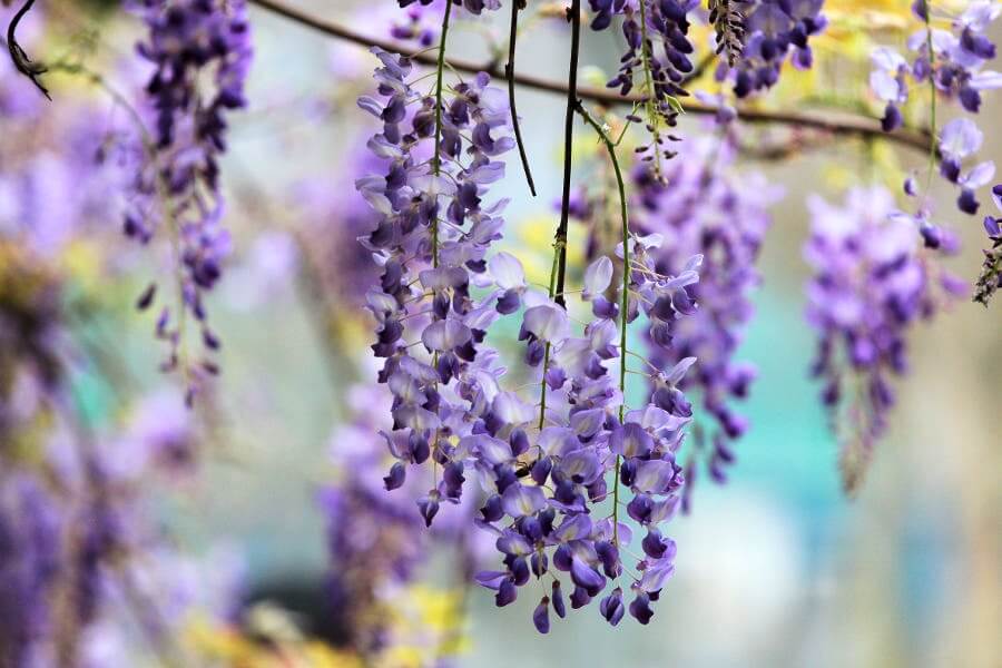 70以上 待ち受け 画面 花 ただ素晴らしい花