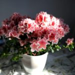 iPhone11ProMax・iPhoneXsMaxの壁紙を花のおしゃれ画像に