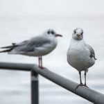 iPhone8・7・6・6Sロック画面等の無料壁紙・待受け～白の大人シンプル画像～