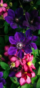 紫とピンクの花2