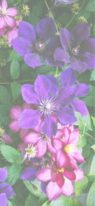 紫とピンクの花1