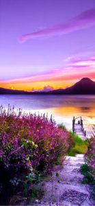 水辺のラベンダー2