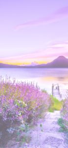 水辺のラベンダー1