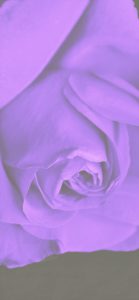 紫のバラ1