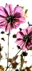 コスモス2