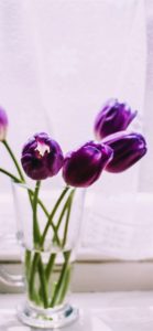 むらさきのチューリップ2