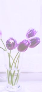 むらさきのチューリップ1