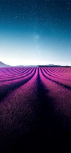 フランスのラベンダー畑2