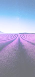 フランスのラベンダー畑1