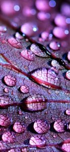 紫の葉と雫1