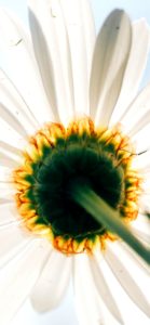 白い花のバックショット1