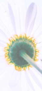 白い花のバックショット2