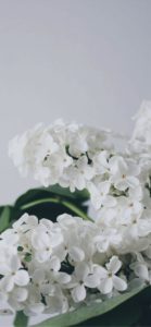 白い壁と白い花1