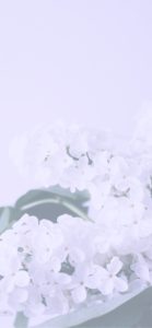 白い壁と白い花1