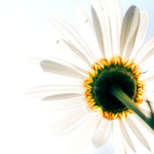 白い花のバックショット