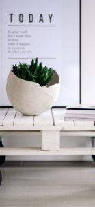 部屋に飾った植物1