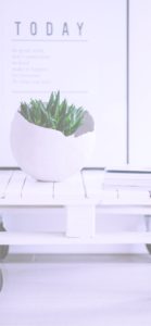 部屋に飾った植物2