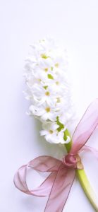 白いヒヤシンス1