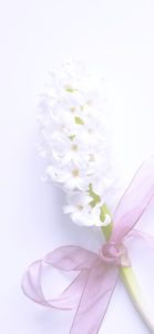 白いヒヤシンス2