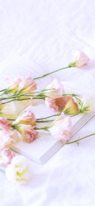 ピンクのトルコききょう1