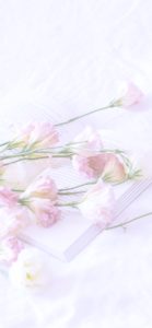 ピンクのトルコききょう2