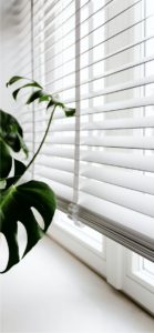 ブラインドと植物1