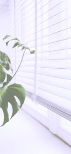 ブラインドと植物2