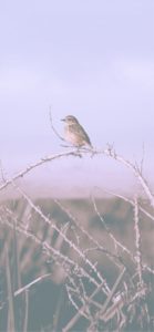 冬の日の鳥1