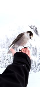 雪景色と鳥1