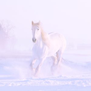 雪の中の白い馬2